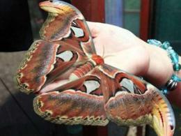 14            Attacus Atlas