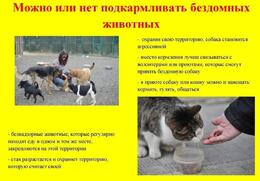 Администрации требуют от граждан не кормить дворовых собак