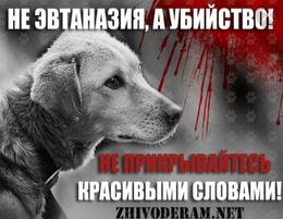 Правительство Кузбасса оспаривает запрет умерщвления собак