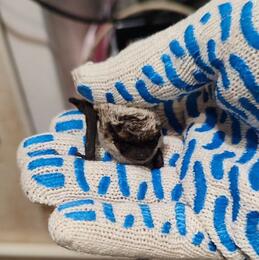 ������������ ��������� ������� ����