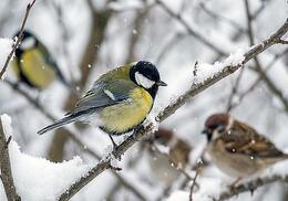 ������ ����� ������� �� �����, � �����