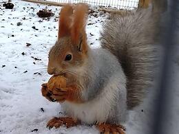 ����� "���������� ������" ������ � ������