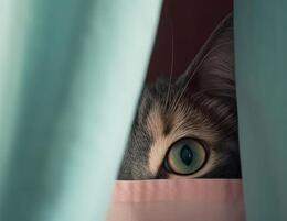 ������� ����� ������ �� ������� 87-������ �������