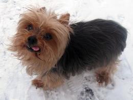 ������� ��������� ���������