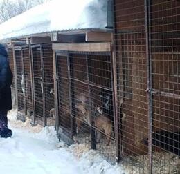 Собачий приют  на Калтанской, 1 проверили еще и депутаты