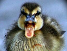 ������� ������� ���������� ��������� ����� ������ ���������� ������-2025