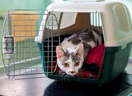 � ������ ���� 215 ��������-����������� ��������� ��� ��������� �� �����