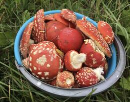 � ������  ����� ����� �� �������� �����