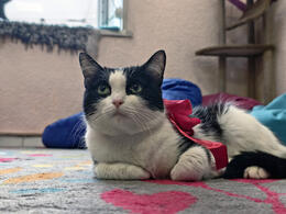 � ������������ ��������� ��������