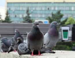 � ������������ �������� ����� ���������� ������� � ����������