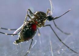 � ������ ������������ ���������� ���������� ����������