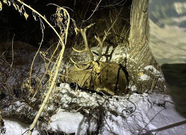 Новокузнецкие спасатели помогли попавшему в беду дикому маралу