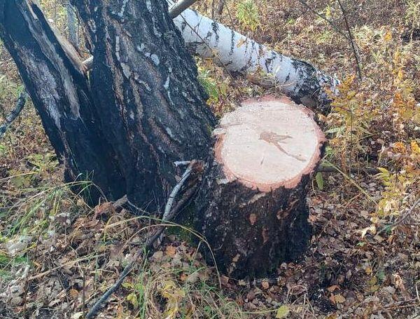 В Кузбассе  житель получил судимость за незаконно спиленные берёзы