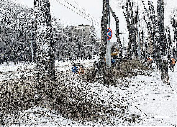 На проспекте Октябрьском опять обрезали деревья.