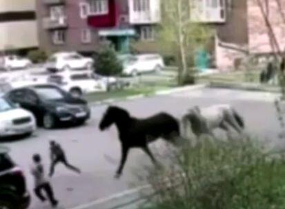 В Новокузнецке 7-летняя девочка попал под лошадь